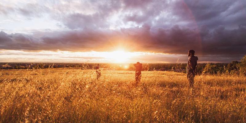 从新手到绿手指：专业植物养护指南与园艺平台全解析
