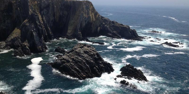 千叶FG：专业花卉园艺平台如何重塑现代园艺体验