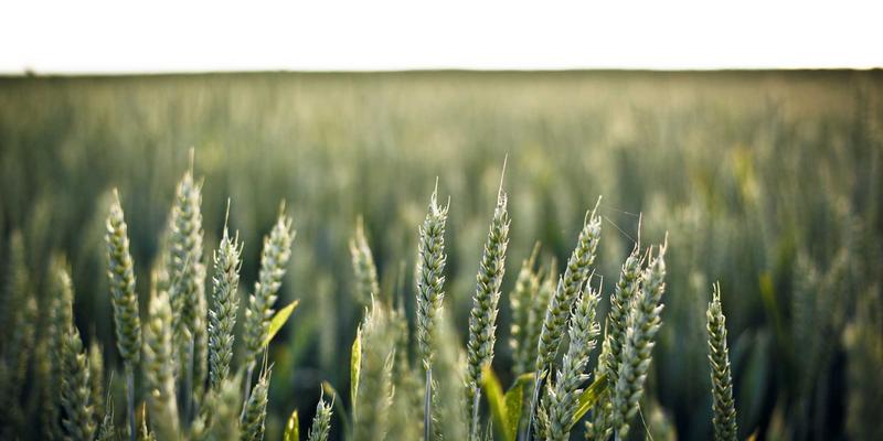 千叶FG种植全指南：从入门到精通的园艺艺术