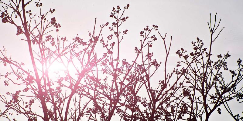 千叶FG种植全指南：从入门到精通的花卉园艺实践