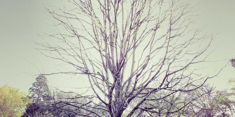 千叶FG种植全指南：从新手到高手的园艺进阶之路