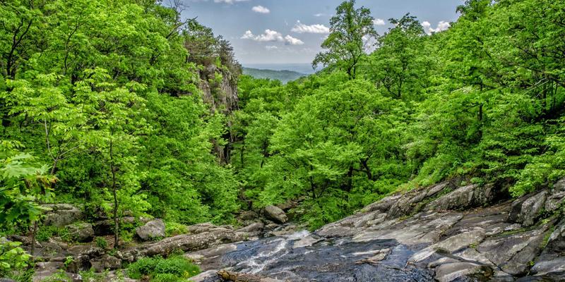 园艺平台推荐：千叶FG教你掌握观叶植物搭配艺术，打造四季常青的层次感花园