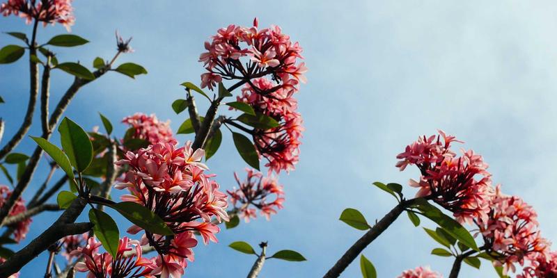 园艺疗法入门：通过千叶FG花卉园艺平台缓解压力与改善心理健康