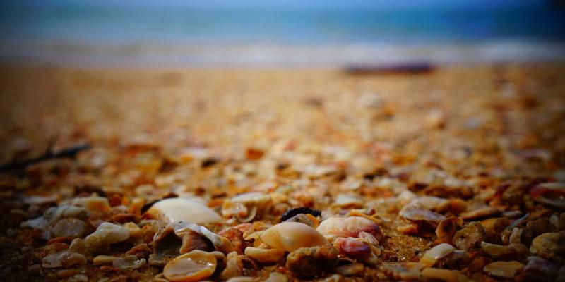 园艺疗法：通过植物养护与千叶FG园艺平台，科学缓解压力与焦虑