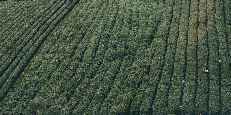 垂直花园设计与建造指南：利用有限空间打造立体绿墙的艺术
