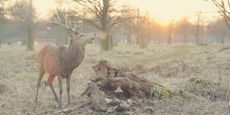 新手必看！十大易成活室内盆栽推荐 | 千叶FG园艺平台种植指南