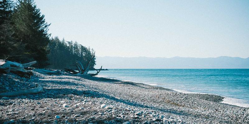 植物养护新思路：巧用伴生植物原理打造健康花卉园艺