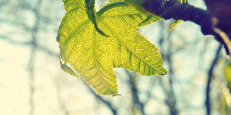 花卉园艺37：从种植指南到植物养护的完整实践手册