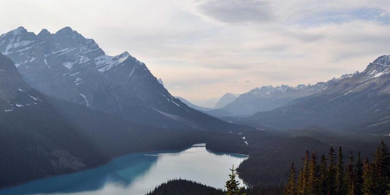 花卉园艺应用新纪元：专业平台如何重塑园艺体验
