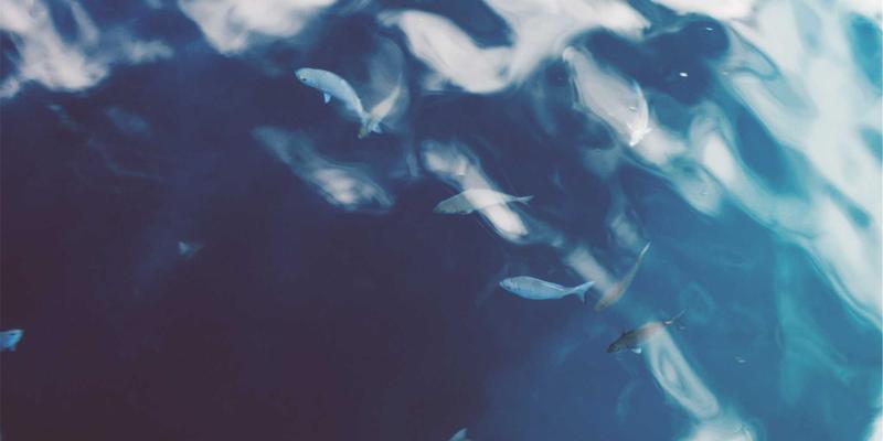 花卉园艺新纪元：专业植物养护与智慧园艺平台的完美融合