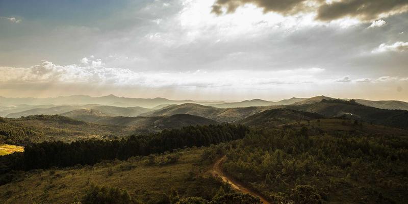 花卉园艺新趋势：从铁线莲到爬藤月季的垂直绿化造型设计指南