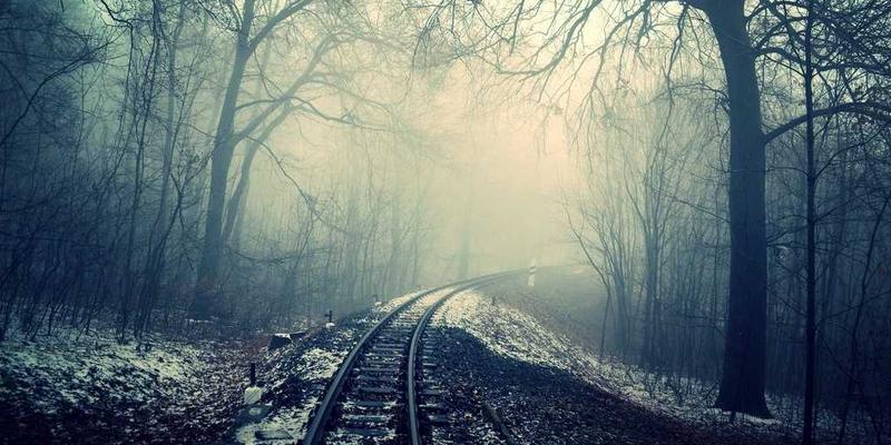 雨季花卉病害防治指南:霉病与根腐病的识别及有机处理方案