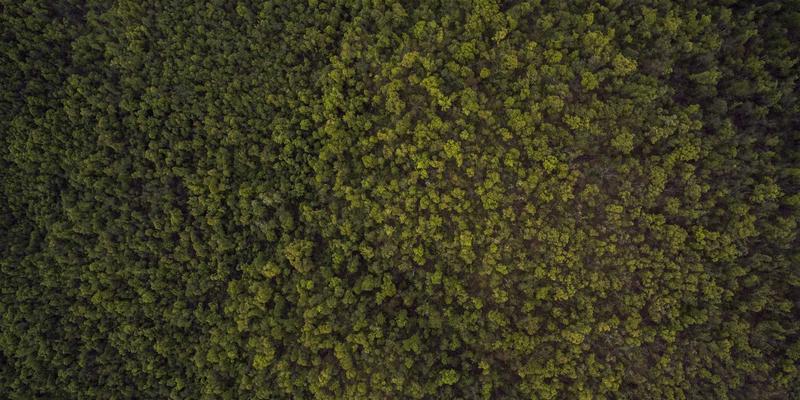 高海拔地区花卉园艺全攻略：挑战解析与‘千叶FG’等适应品种筛选指南